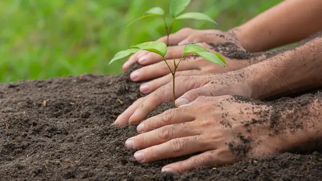 menanam pohon, ramah lingkungan
