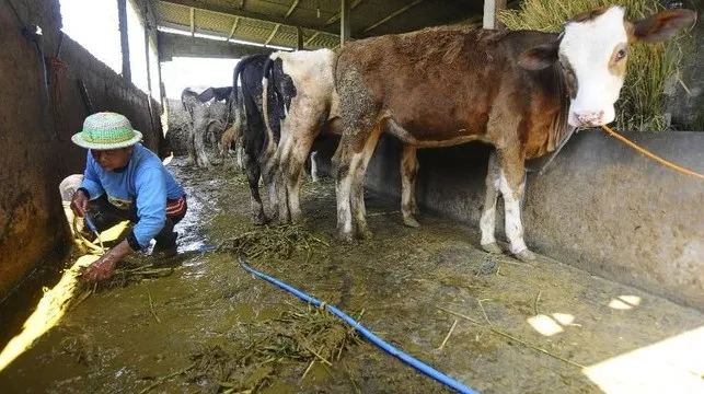 pembuatan biogas dari kotoran sapi