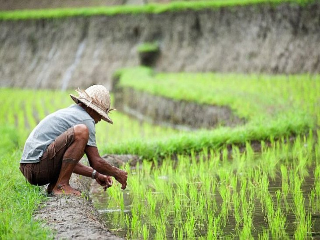 panen air hujan untuk pertanian