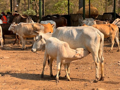 limbah ternak sapi bisa dioleh menjadi biogas