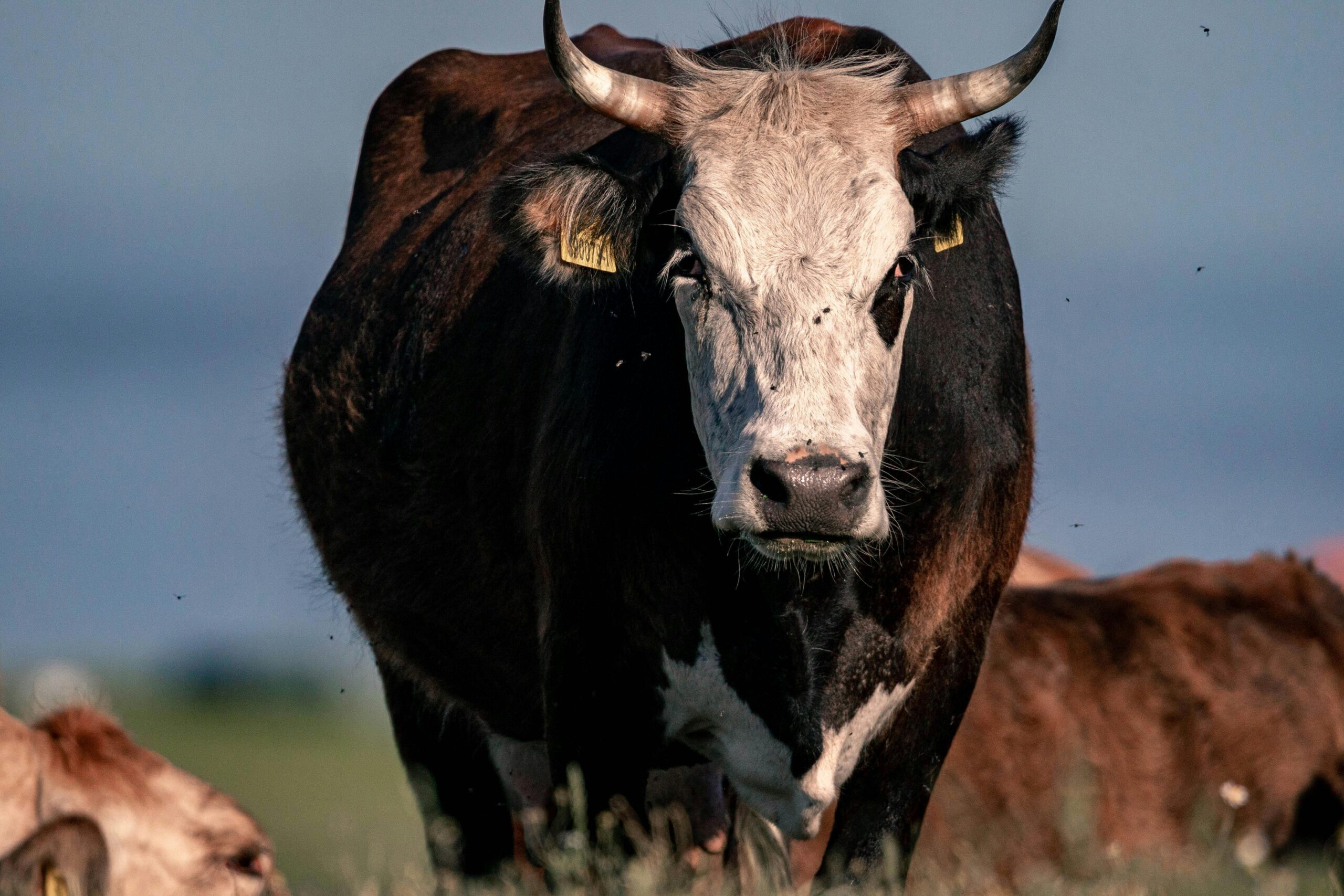 kotoran sapi untuk biogas 