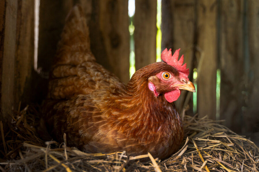 Pemanfaatan kotoran ayam petelur