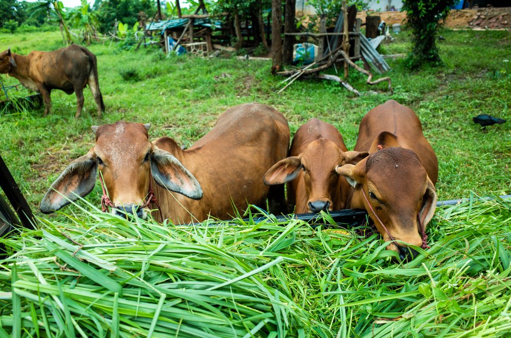 peternakan sapi menghasilkan limbah yang dapat diolah menjadi biogas