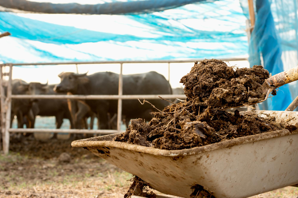 cara membuat pupuk kompos dari kotoran sapi