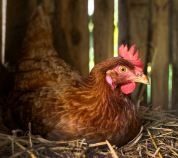 Pemanfaatan kotoran ayam petelur