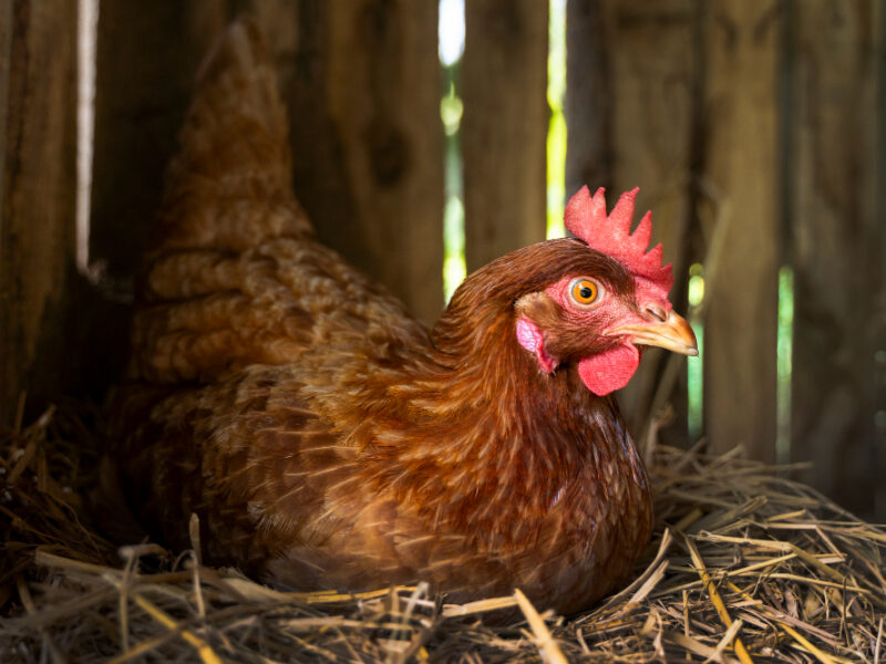 Pemanfaatan kotoran ayam petelur