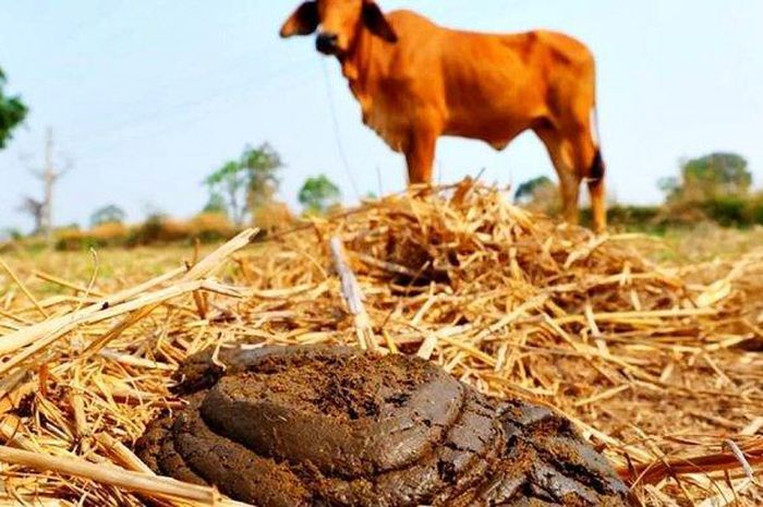 cara membuat biogas dari kotoran sapi mudah banget