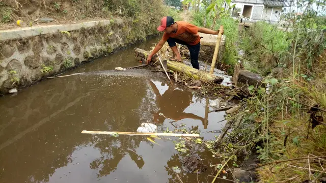 dampak negatif pencemaran limbah kotoran sapi