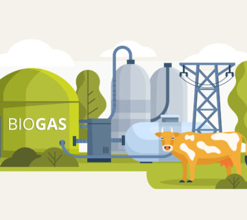 memanfaatkan kotoran sapi jadi biogas