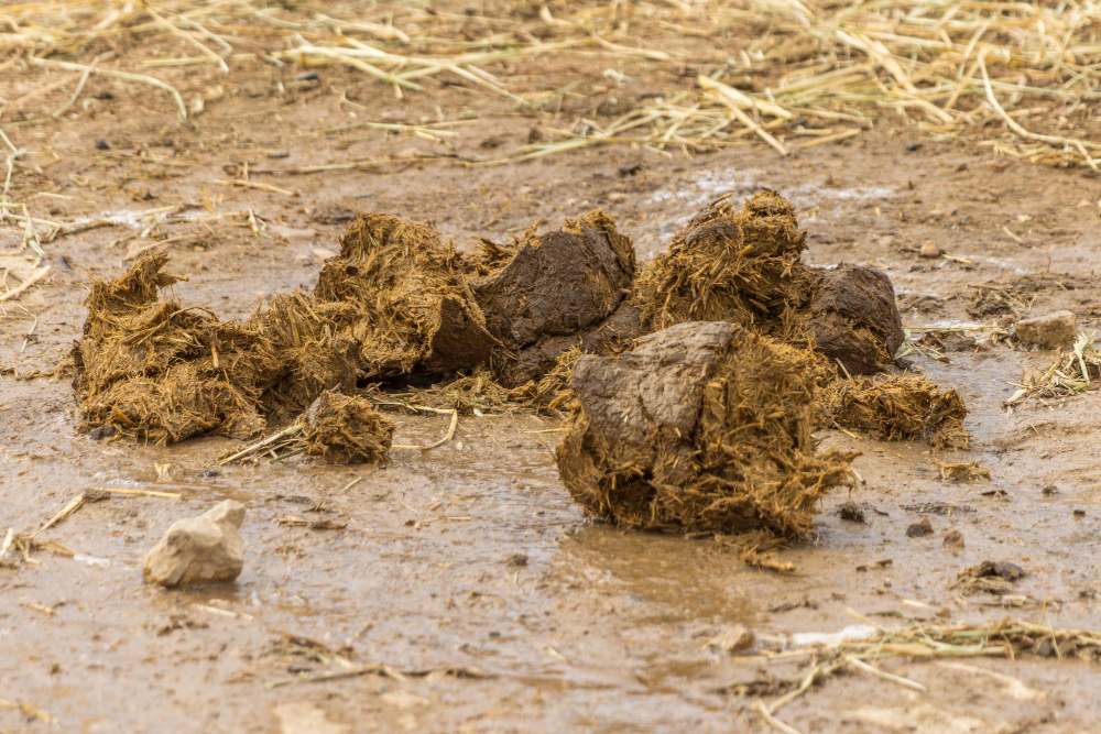 Limbah kotoran sapi diolah menjadi biogas