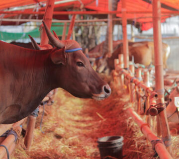 pemanfaatan kotoran sapi menjadi biogas seringkali gagal karena beberapa faktor ini.