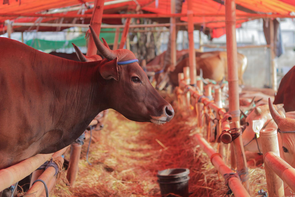 pemanfaatan kotoran sapi menjadi biogas seringkali gagal karena beberapa faktor ini.