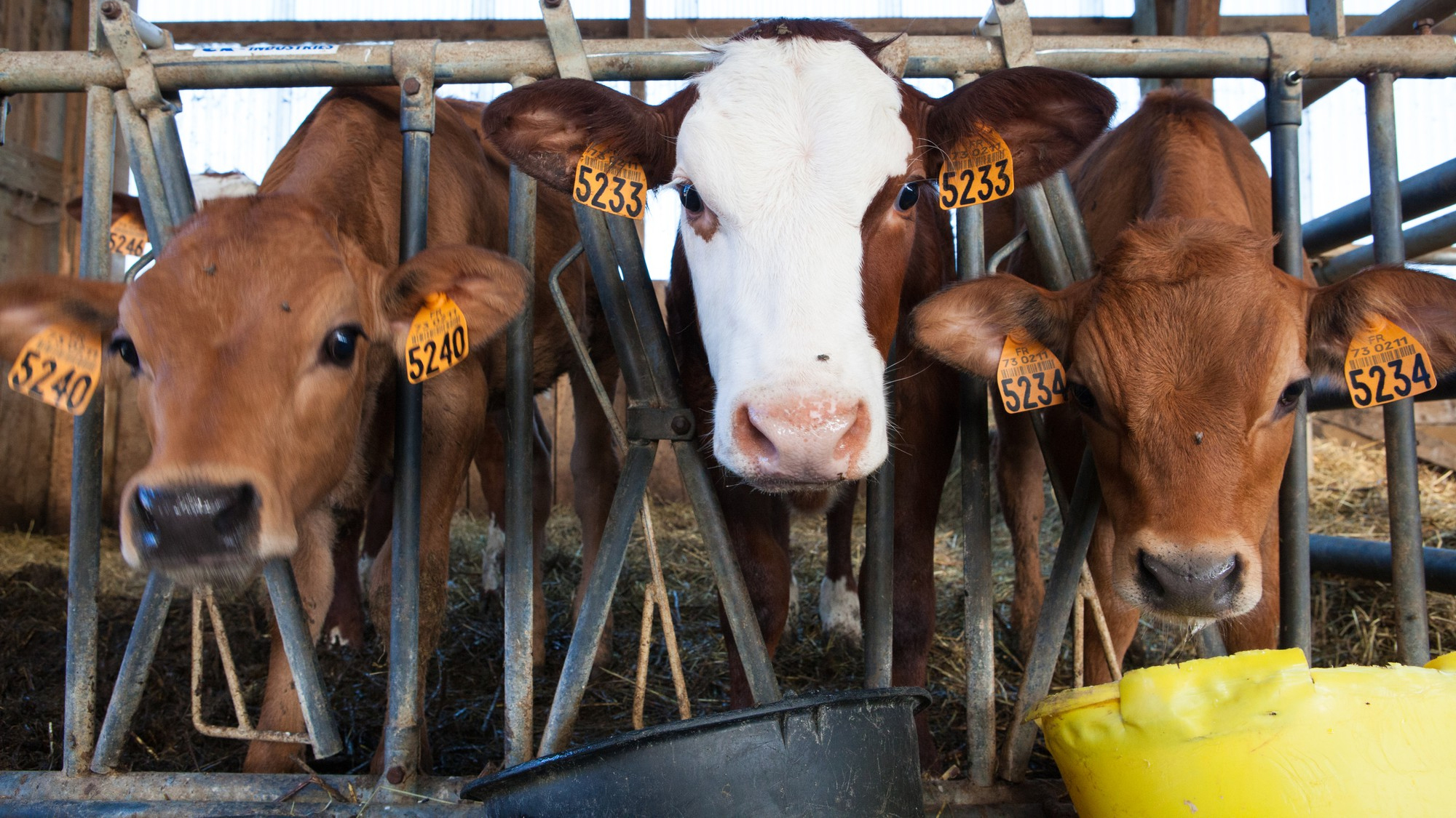 Terdapat 3 ekor sapi di area peternakan